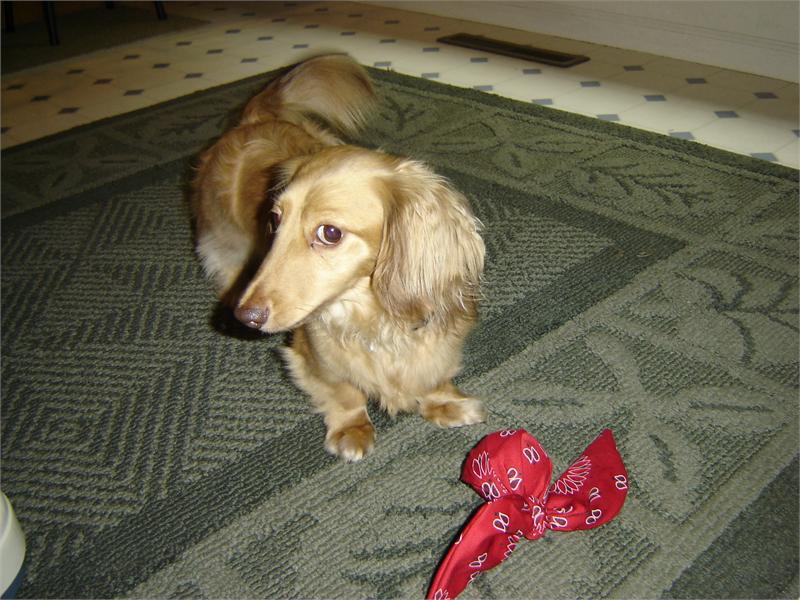 A.S.K. For Flowers mascot